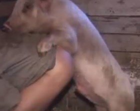 Мужика трахает свинья