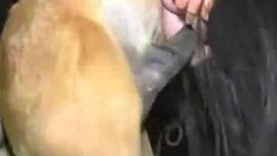 Конь спустил кончу в промежность горячей зоофилке